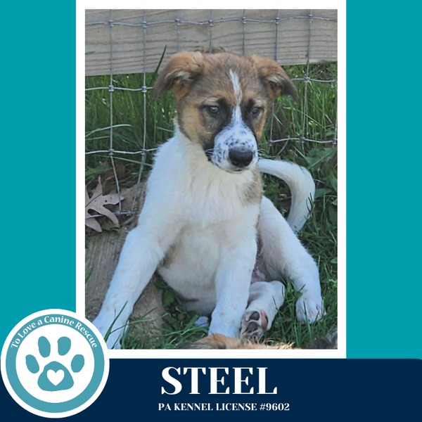 Steel (Smarty Pants Pups) 041826