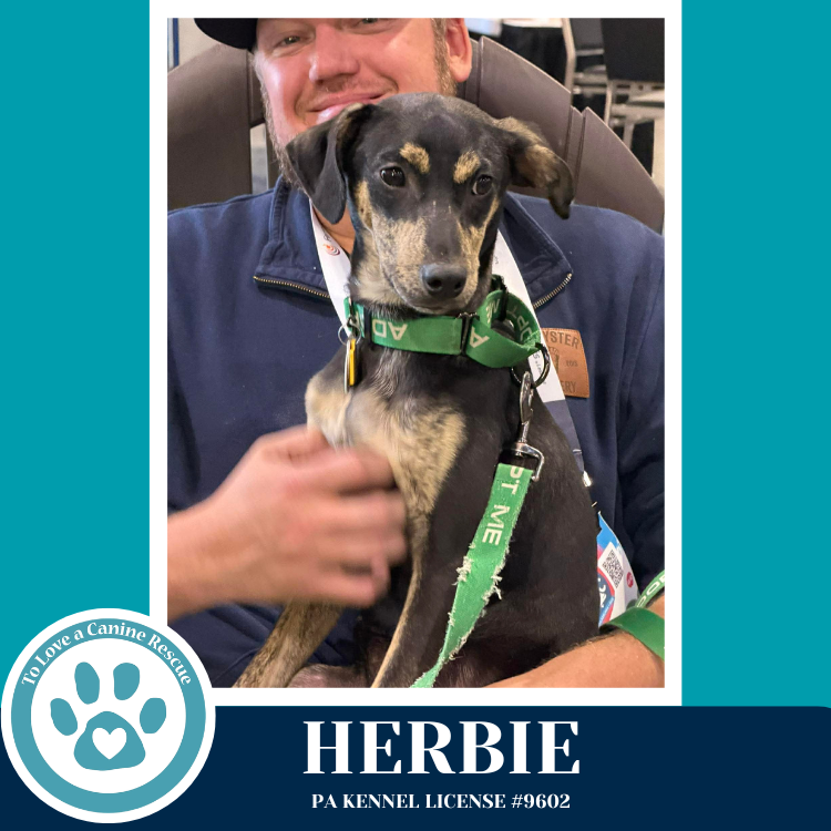Herbie 041826