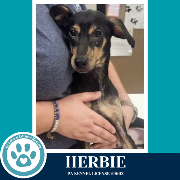 Herbie 041826