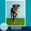 Herbie 041826 - Photo 3