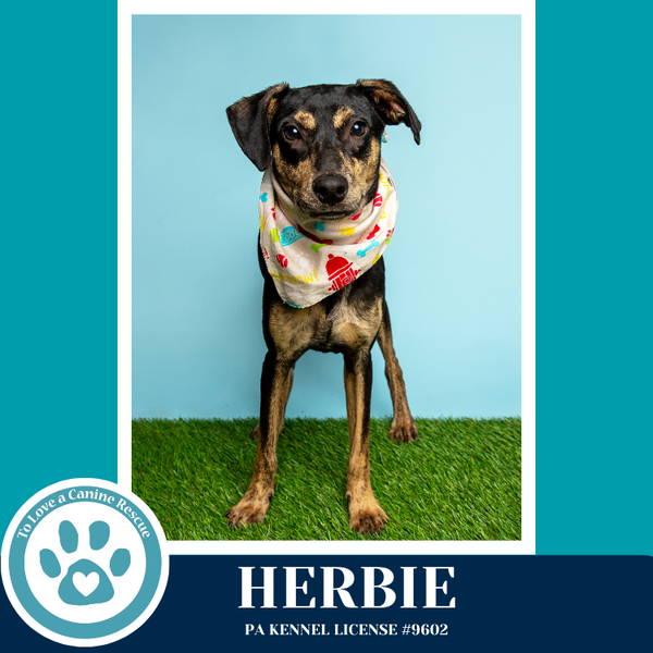 Herbie 041826