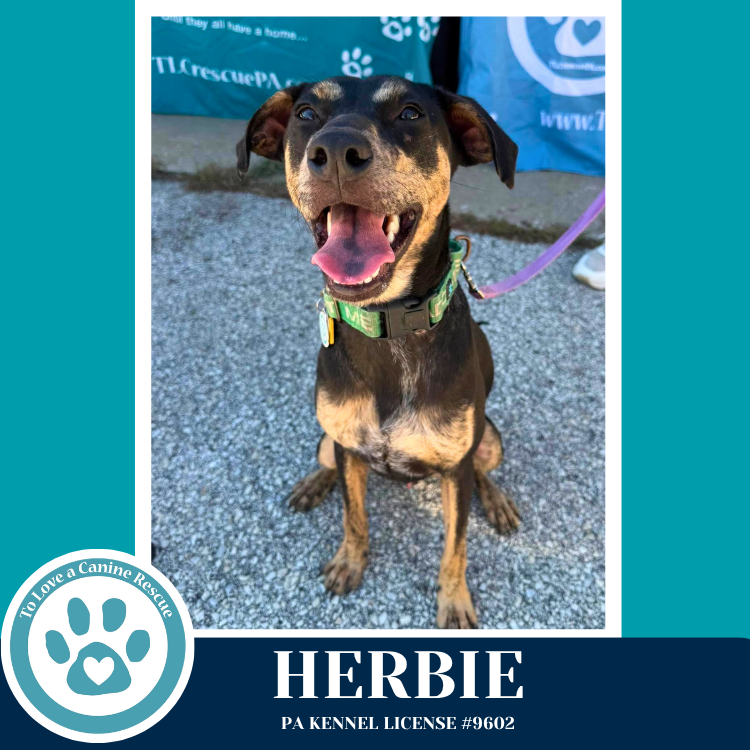 Herbie 041826, dog