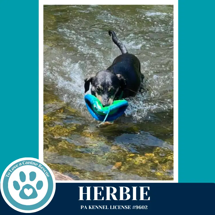 Herbie image 3