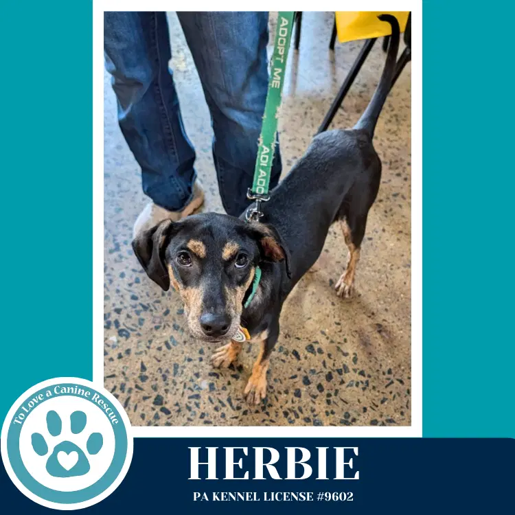 Herbie image 4