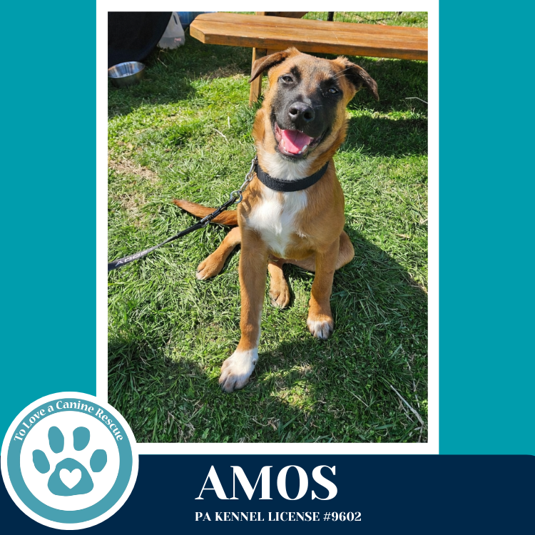 Amos ("A" Belgians) 031426