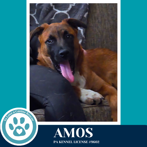 Amos ("A" Belgians) 031426