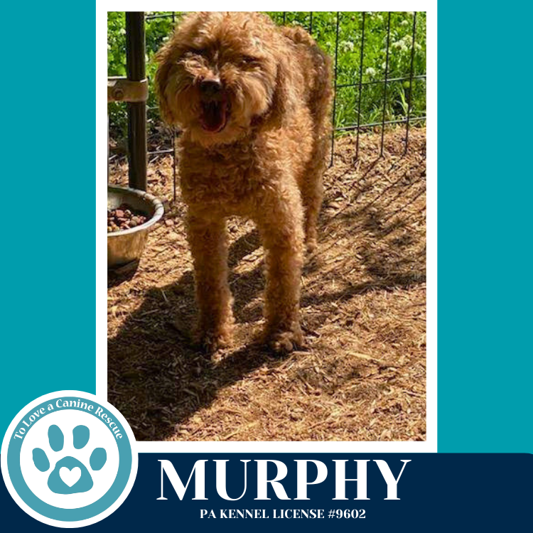 Murphy 042526