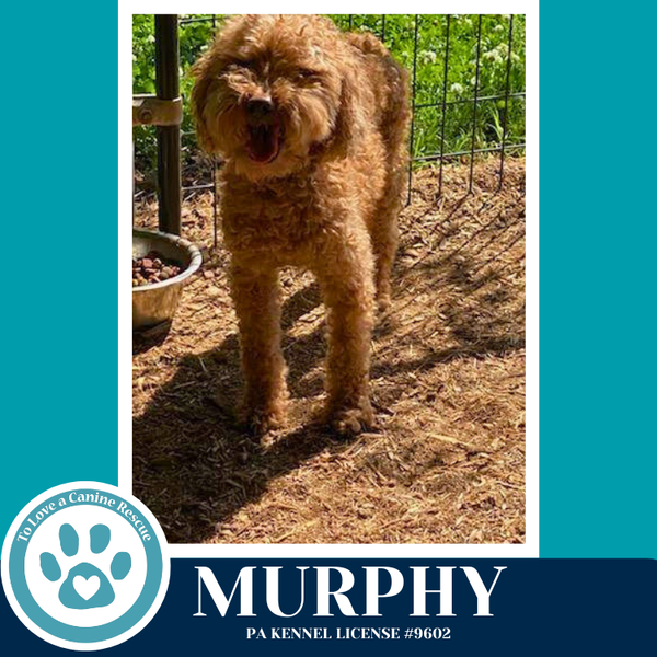 Murphy 042526