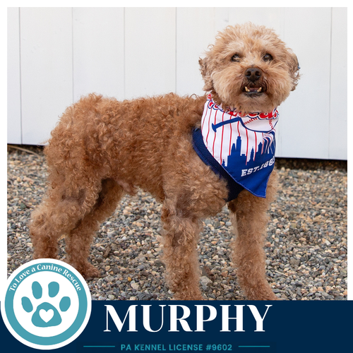 Murphy 042526, an adoptable Poodle in Kimberton, PA