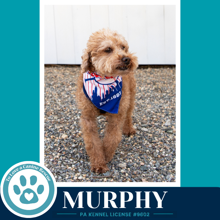Murphy 042526