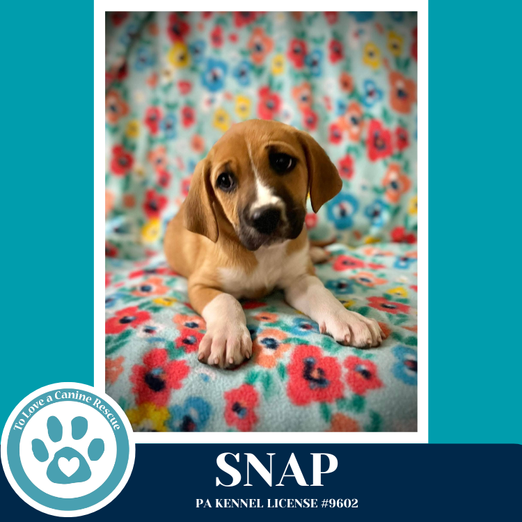 Snap (Toolbox Pups) 042526