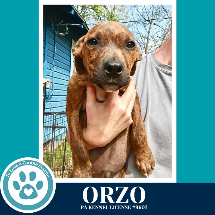 Orzo (Pasta Pups) 042526