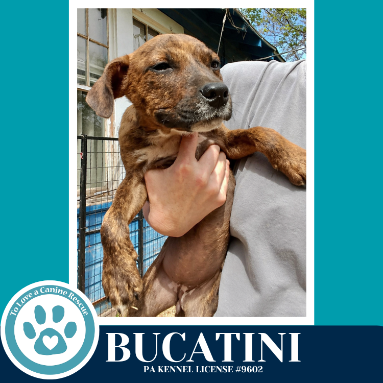 Bucatini (Pasta Pups) 042526