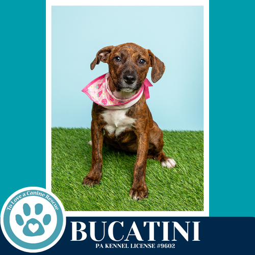 Bucatini (Pasta Pups) 042526, an adoptable Boxer in Kimberton, PA