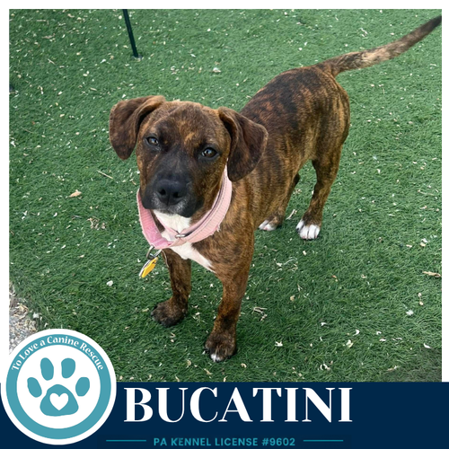 Bucatini (Pasta Pups) 042526, an adoptable Boxer in Kimberton, PA