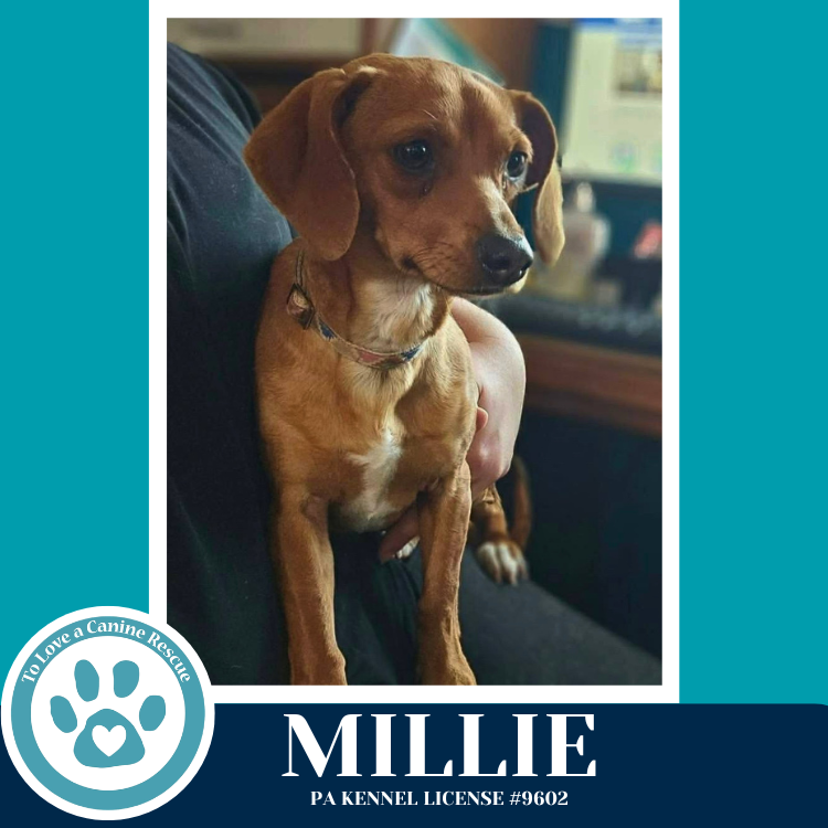 Millie 042526