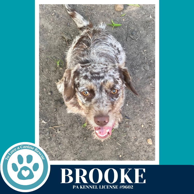 Brooke 042526