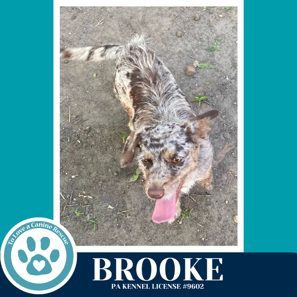 Brooke 042526