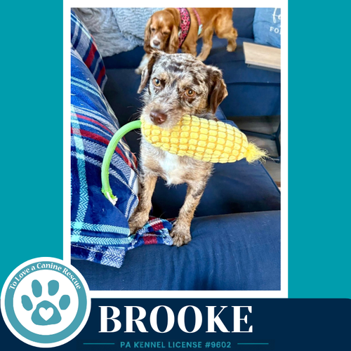 Brooke 042526, an adoptable Dachshund in Kimberton, PA