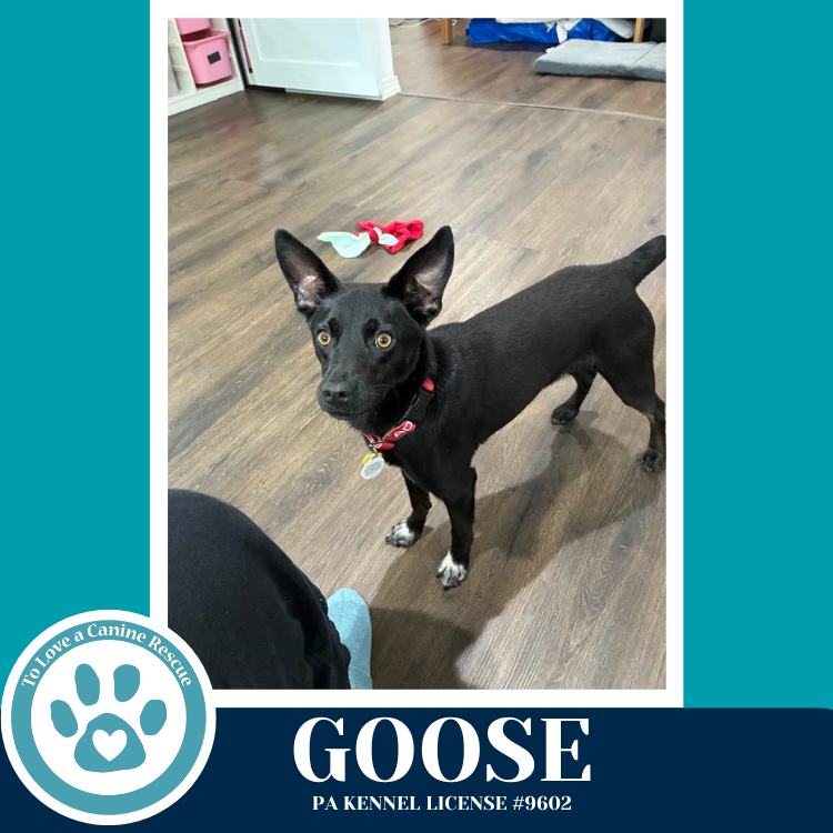 Goose (Top Gun Pups) 042526