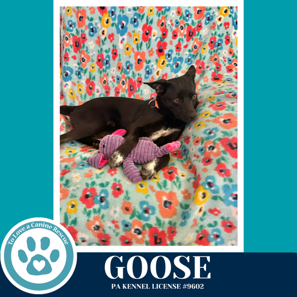 Goose (Top Gun Pups) 042526