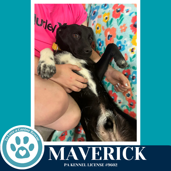 Maverick (Top Gun Pups) 042526
