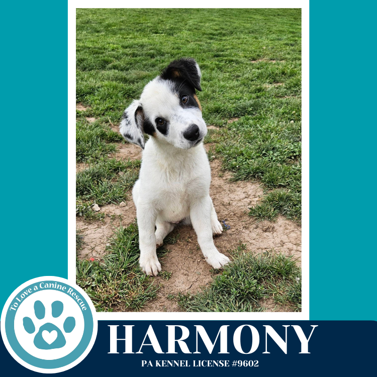Harmony (Lyric's Heavenly Duo) 042526