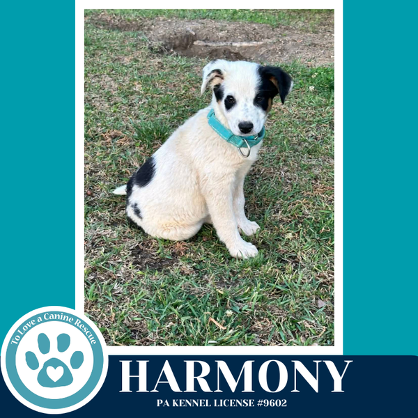 Harmony (Lyric's Heavenly Duo) 042526
