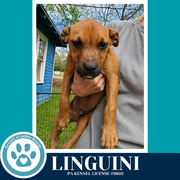 Linguini (Pasta Pups) 042526