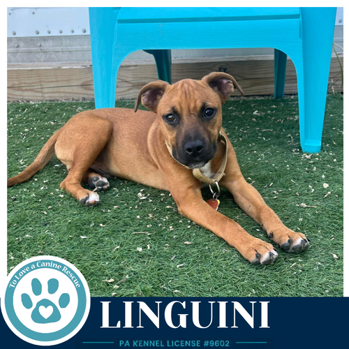 Linguini (Pasta Pups) 042526, an adoptable Boxer in Kimberton, PA