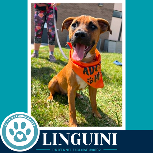 LINGUINI (PASTA PUPS) 042526 - Boxer / Labrador Retriever available for adoption