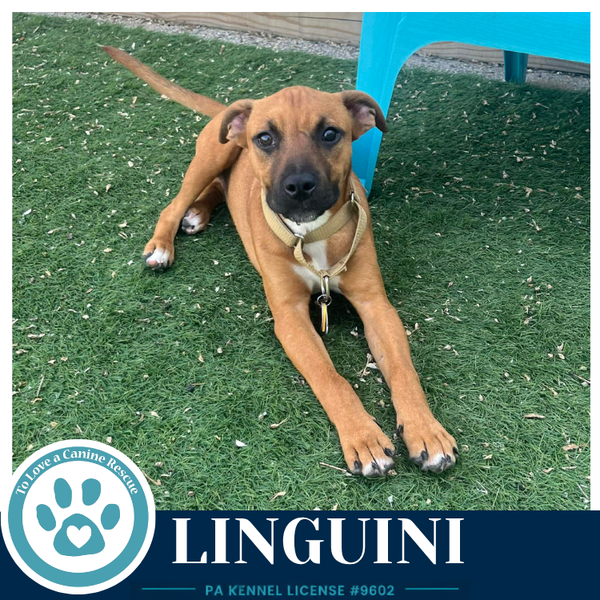 Linguini (Pasta Pups) 042526
