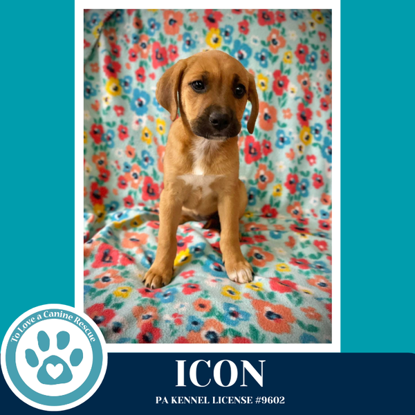 Icon (Toolbox Pups) 042526