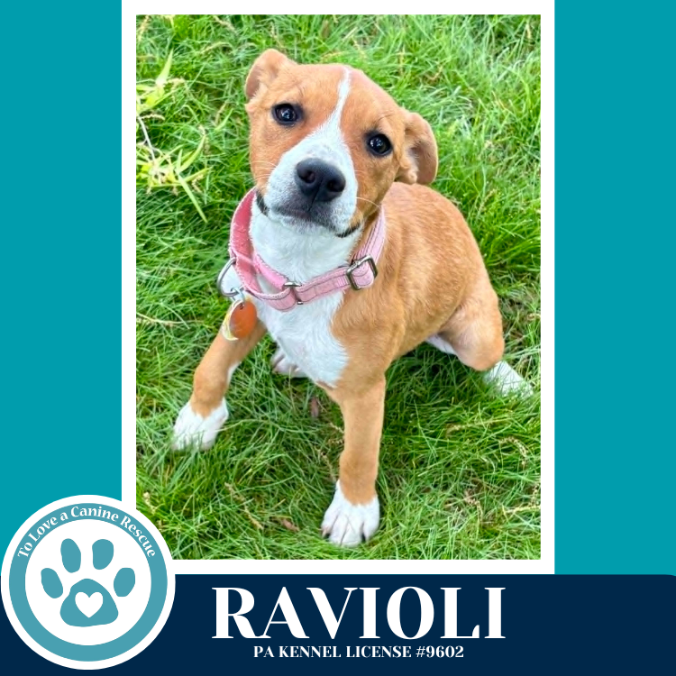 Ravioli (Pasta Pups) 042526