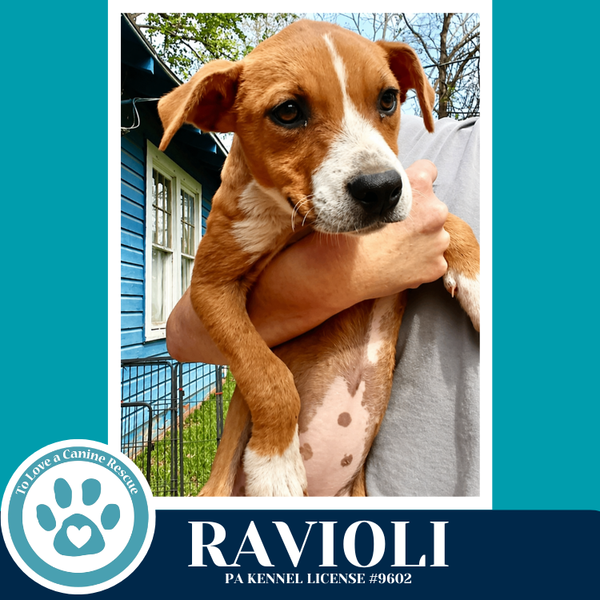 Ravioli (Pasta Pups) 042526