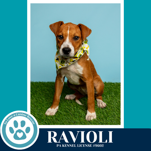 Ravioli (Pasta Pups) 042526, an adoptable Boxer in Kimberton, PA