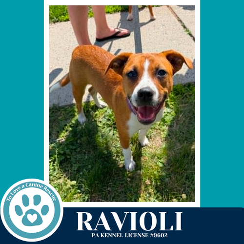 Ravioli (Pasta Pups) 042526, an adoptable Boxer in Kimberton, PA