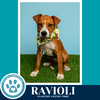 Ravioli (Pasta Pups) 042526 - Photo 2