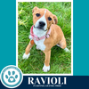 Ravioli (Pasta Pups) 042526 - Photo 3