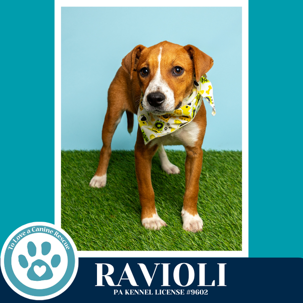 Ravioli (Pasta Pups) 042526