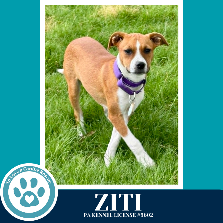 Ziti (Pasta Pups) 042526