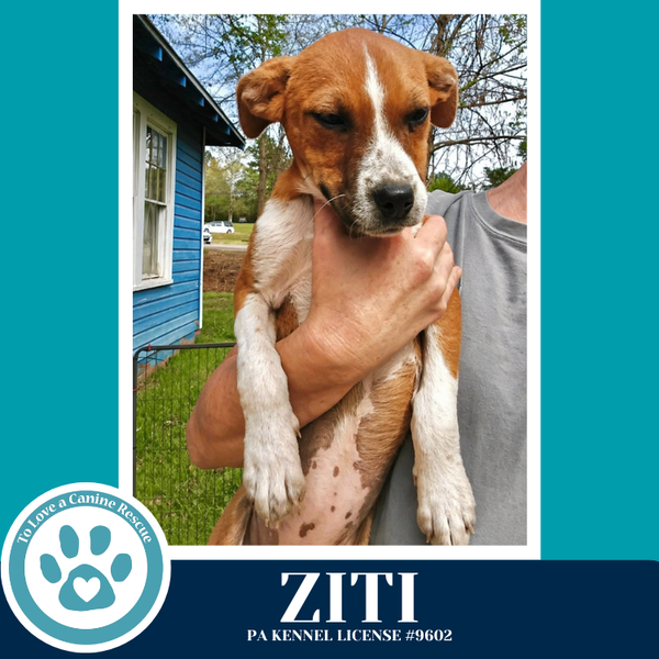Ziti (Pasta Pups) 042526