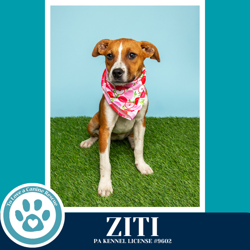 Ziti (Pasta Pups) 042526, an adoptable Boxer in Kimberton, PA