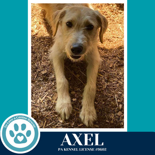 Axel 042526, an adoptable Labrador Retriever in Kimberton, PA