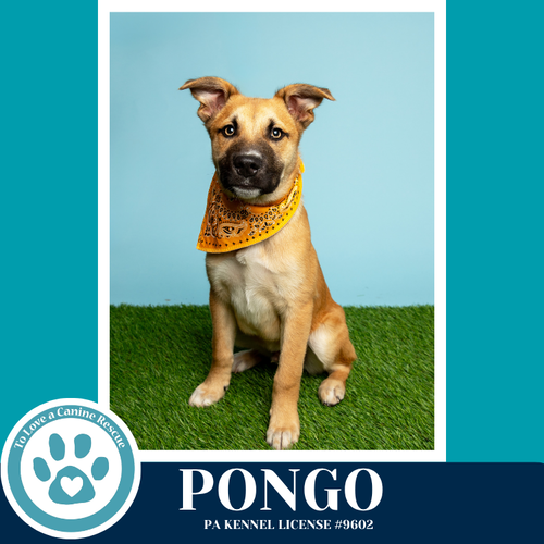 Pongo 042526, an adoptable Shepherd in Kimberton, PA