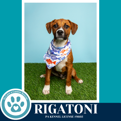 Rigatoni (Pasta Pups) 042526, an adoptable Boxer in Kimberton, PA