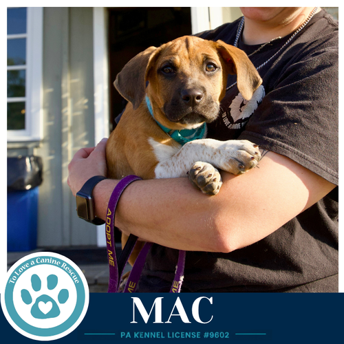 Mac (Toolbox Pups) 042526, an adoptable Hound in Kimberton, PA