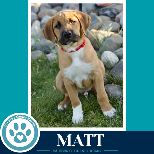 Matt (Toolbox Pups) 042526, an adoptable Hound in Kimberton, PA