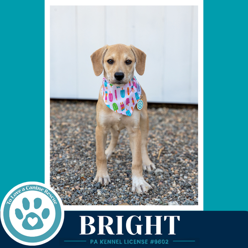 Bright (Bonny's Bright Side Bunch) 050926, an adoptable Labrador Retriever in Kimberton, PA