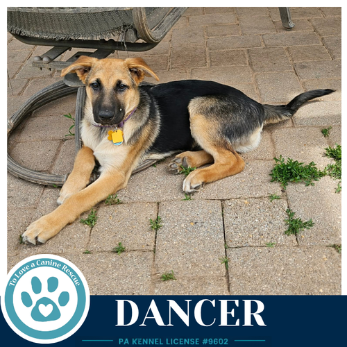 Dancer (The Triple D's) 050926, an adoptable German Shepherd Dog in Kimberton, PA